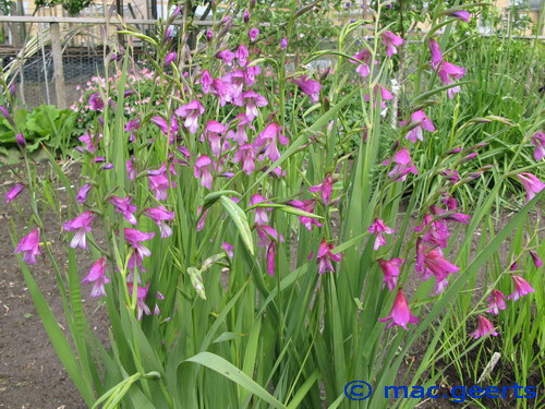 Gladiolus imbricatus